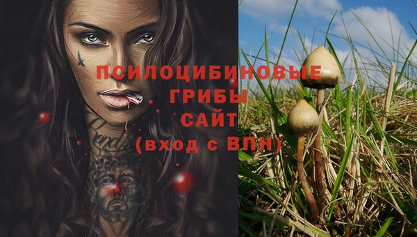 прущие грибы Алзамай